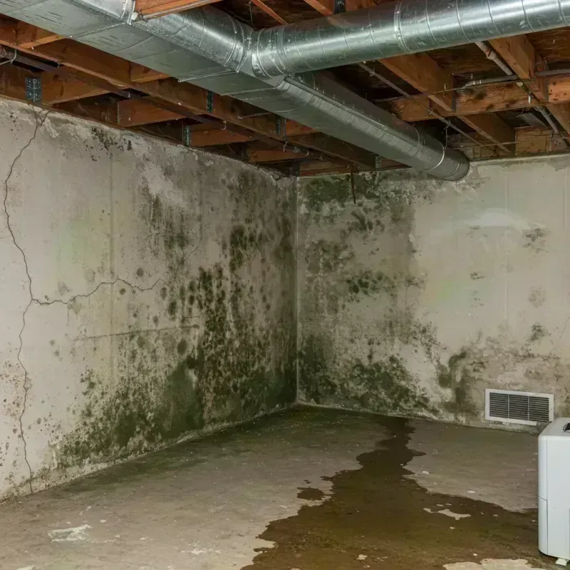 Professional Mold Removal in Northfield, IL